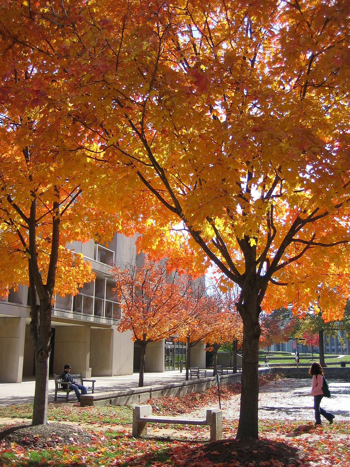 University of Maryland Baltimore County campus