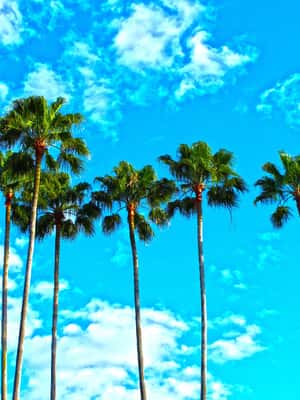 Florida