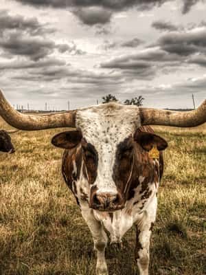 Texas