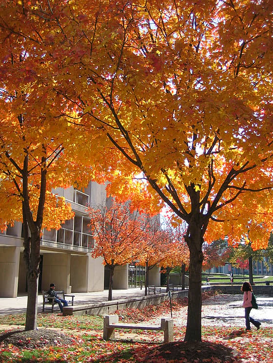 University of Maryland Baltimore County Campus