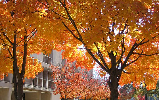 University of Maryland Baltimore County